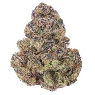 GELATO *SUPREME* (H)